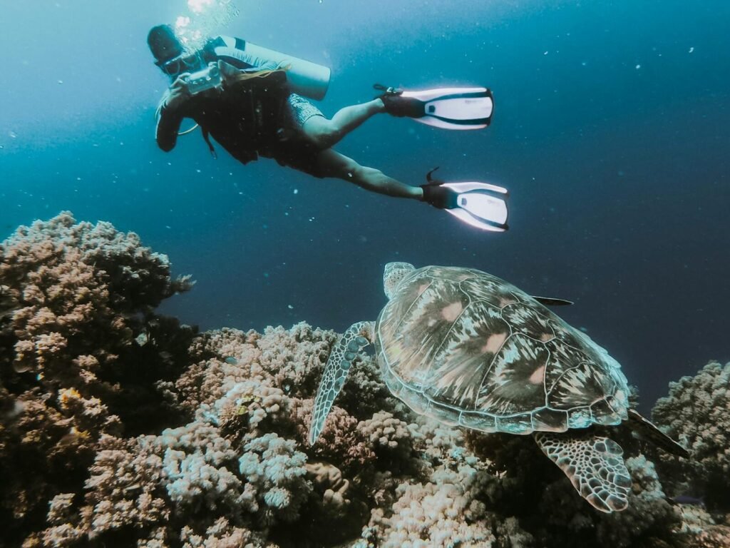Why Consider Scuba Diving in Sayulita Mexico