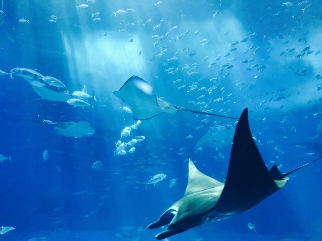 Marine life encounters in Sayulita diving