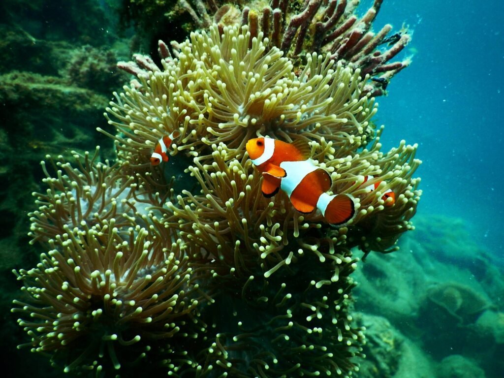 Popular dive sites near Sayulita, Mexico